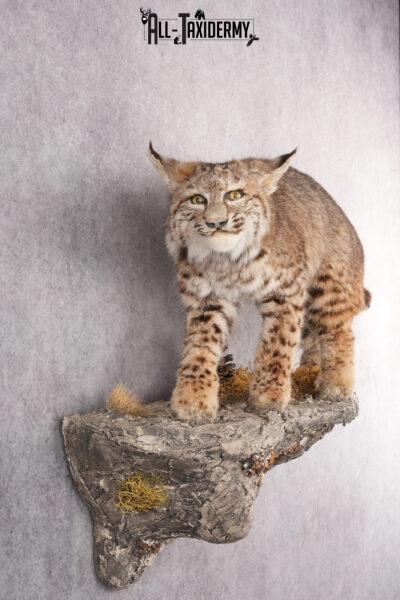 Full Body Bobcat Taxidermy Mount SKU 2645
