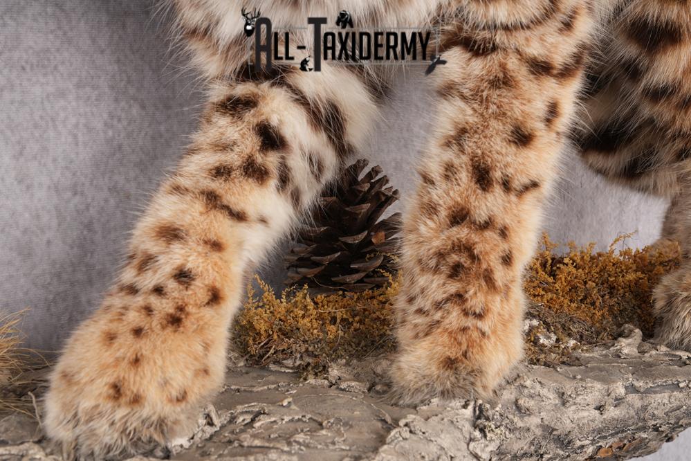 Full Body Bobcat Taxidermy Mount SKU 2645 - Image 4