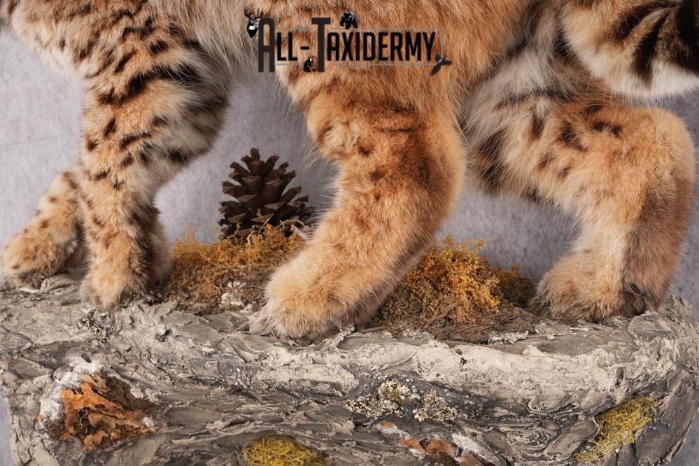 Full Body Bobcat Taxidermy Mount SKU 2645 - Image 3