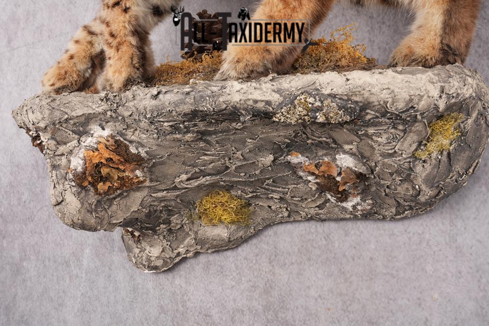 Full Body Bobcat Taxidermy Mount SKU 2645 - Image 2