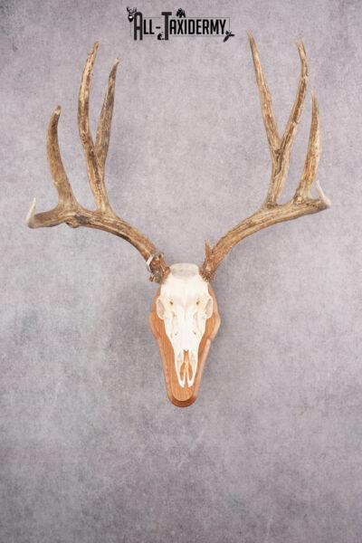 Mule Deer Skull on Plaque SKU 2638