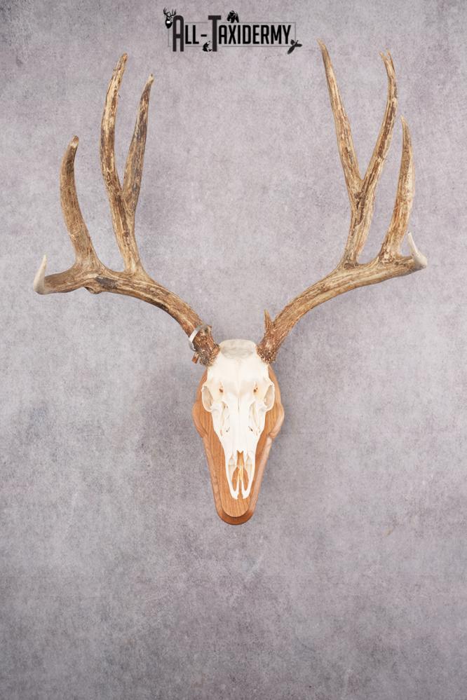 Mule Deer Skull on Plaque SKU 2638