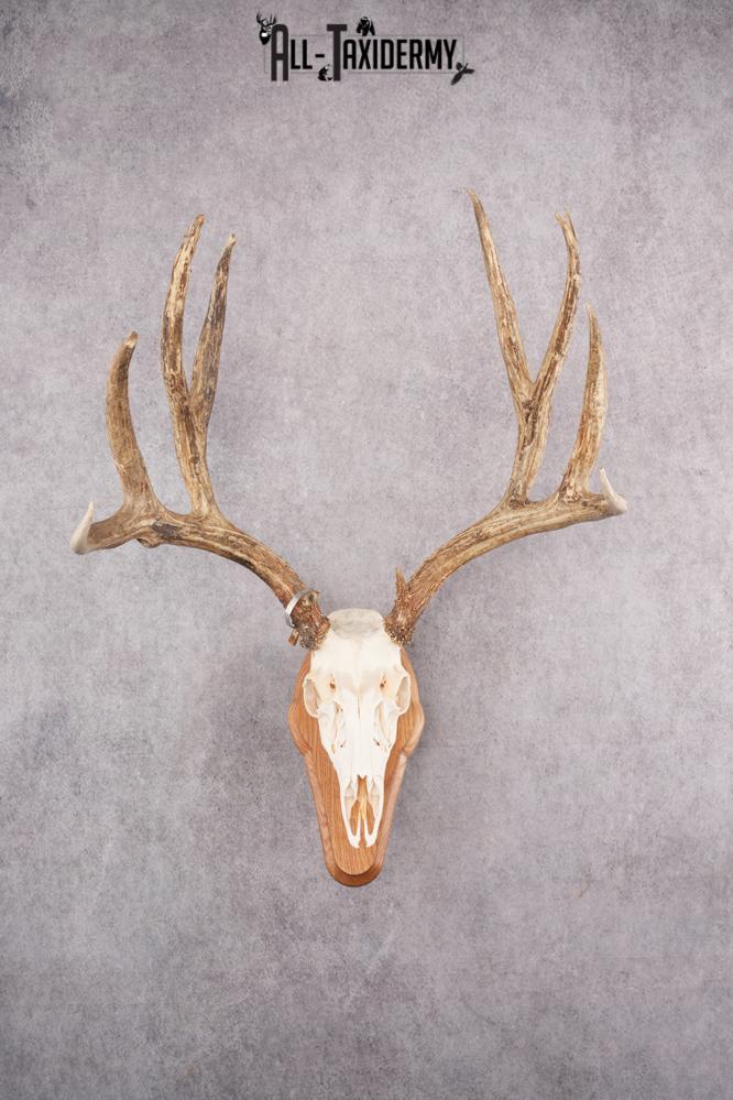 Mule Deer Skull on Plaque SKU 2638 - Image 10