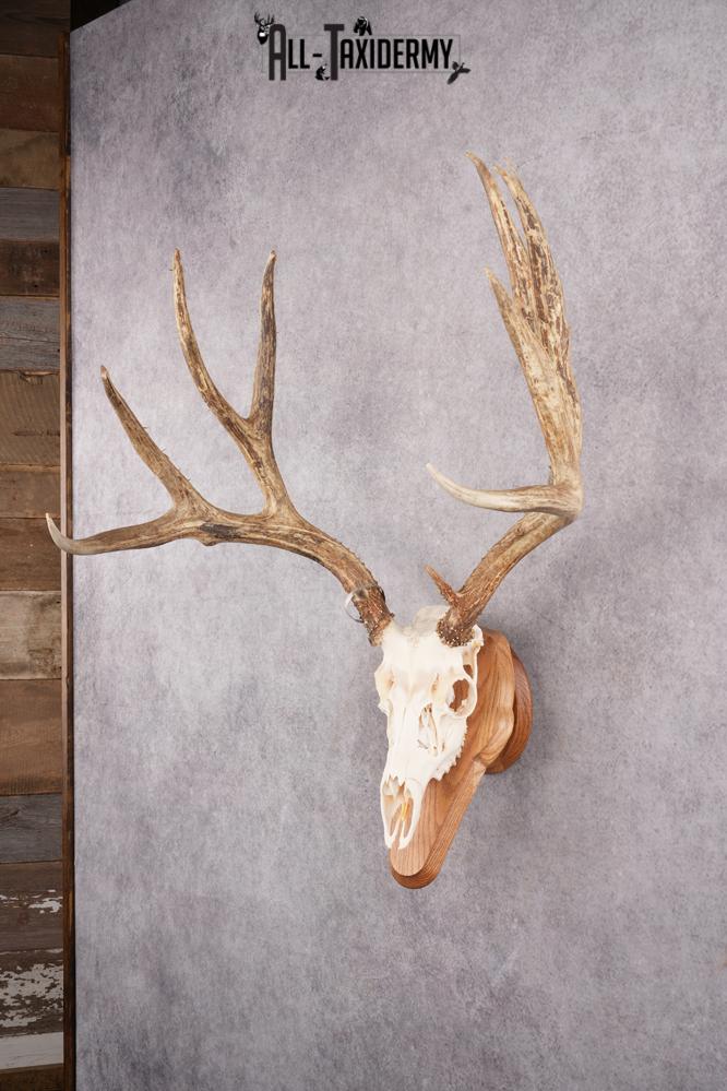 Mule Deer Skull on Plaque SKU 2638 - Image 9