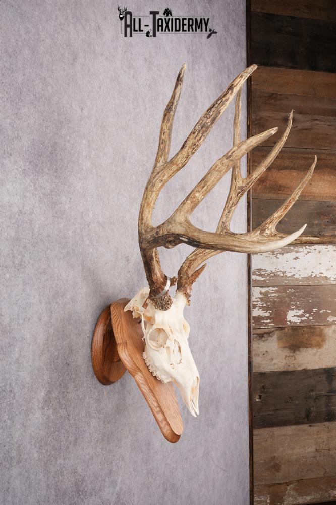 Mule Deer Skull on Plaque SKU 2638 - Image 6