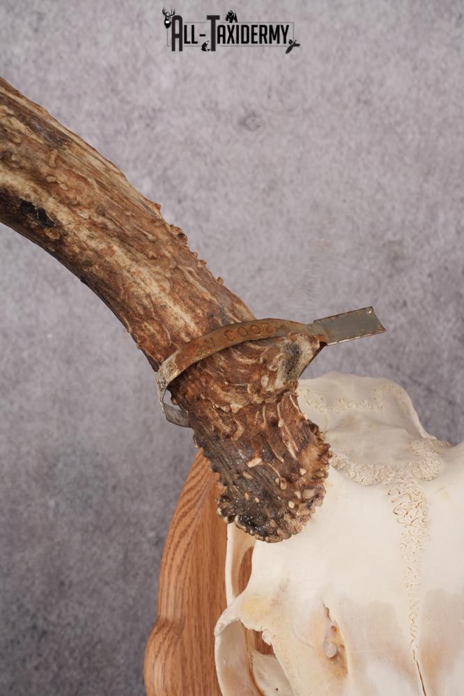 Mule Deer Skull on Plaque SKU 2638 - Image 5