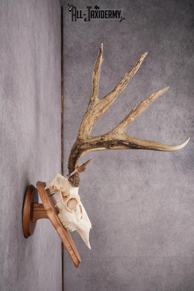 Mule Deer Skull on Plaque SKU 2638 - Image 4