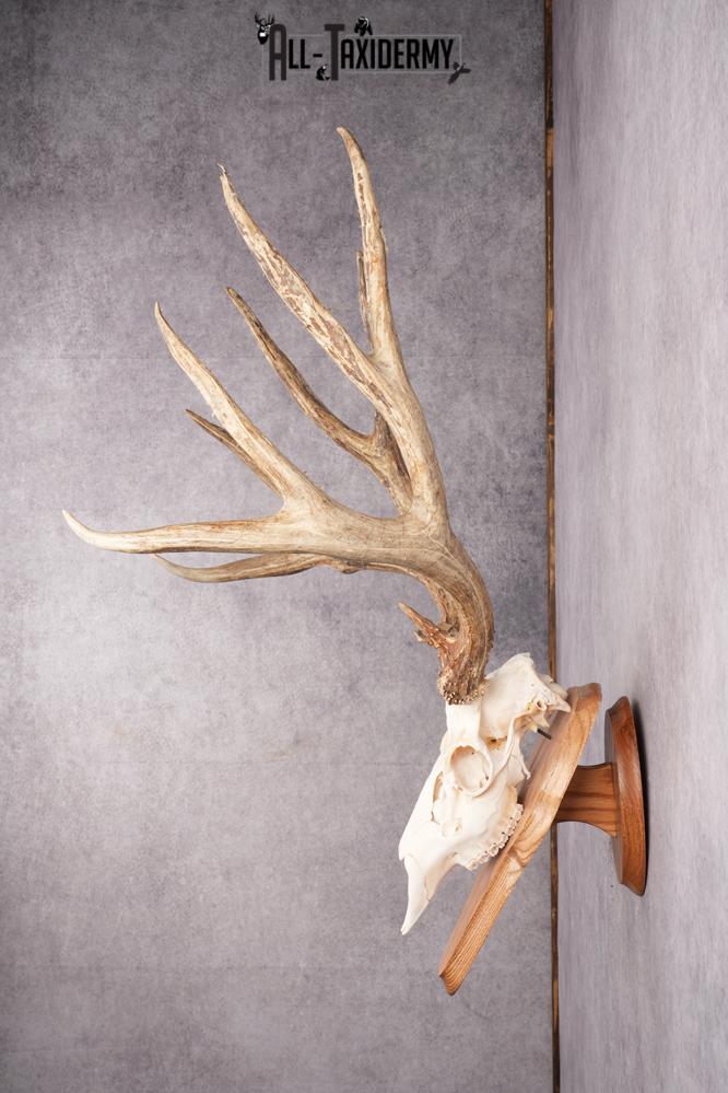 Mule Deer Skull on Plaque SKU 2638 - Image 2