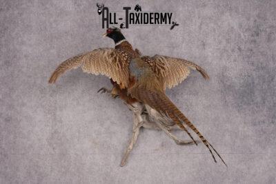 Ring Necked Pheasant Taxidermy Mount SKU 2670