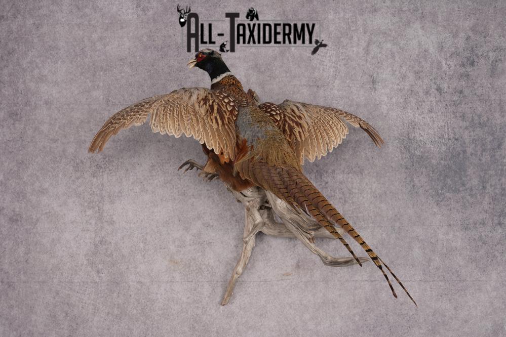 Ring Necked Pheasant Taxidermy Mount SKU 2670