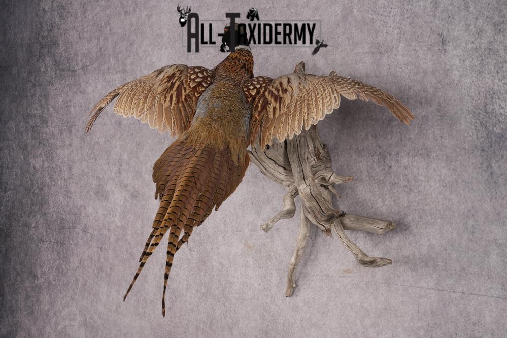 Ring Necked Pheasant Taxidermy Mount SKU 2670 - Image 8