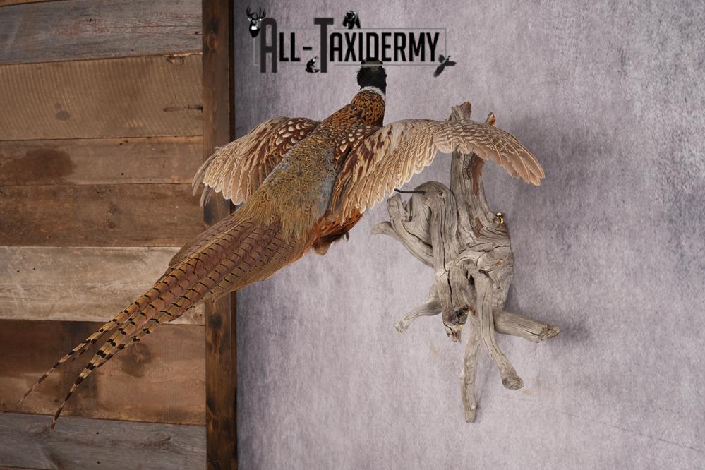 Ring Necked Pheasant Taxidermy Mount SKU 2670 - Image 7