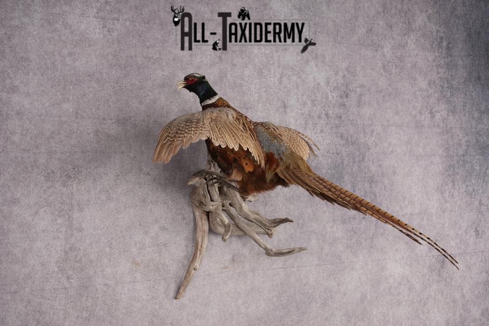 Ring Necked Pheasant Taxidermy Mount SKU 2670 - Image 6