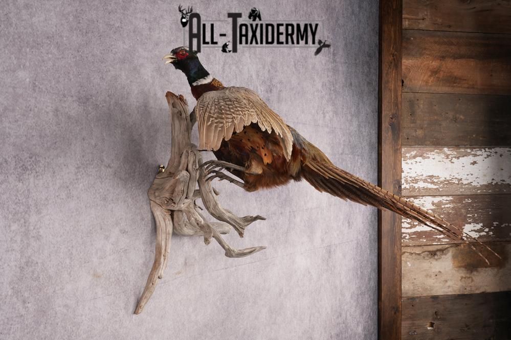 Ring Necked Pheasant Taxidermy Mount SKU 2670 - Image 5