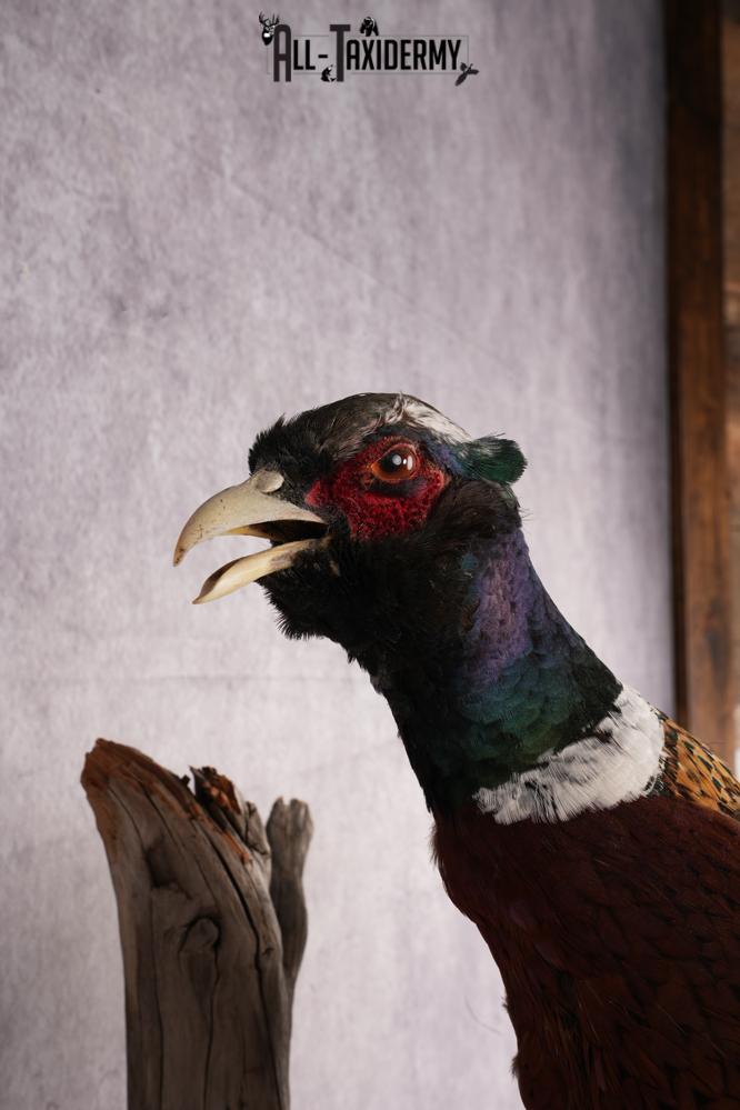 Ring Necked Pheasant Taxidermy Mount SKU 2670 - Image 4