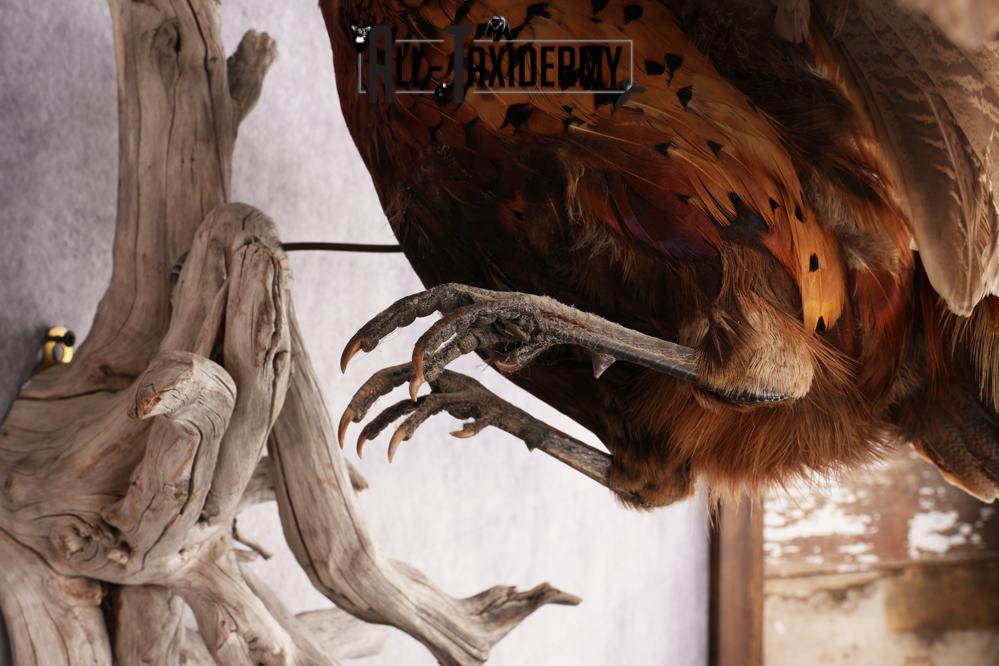 Ring Necked Pheasant Taxidermy Mount SKU 2670 - Image 3