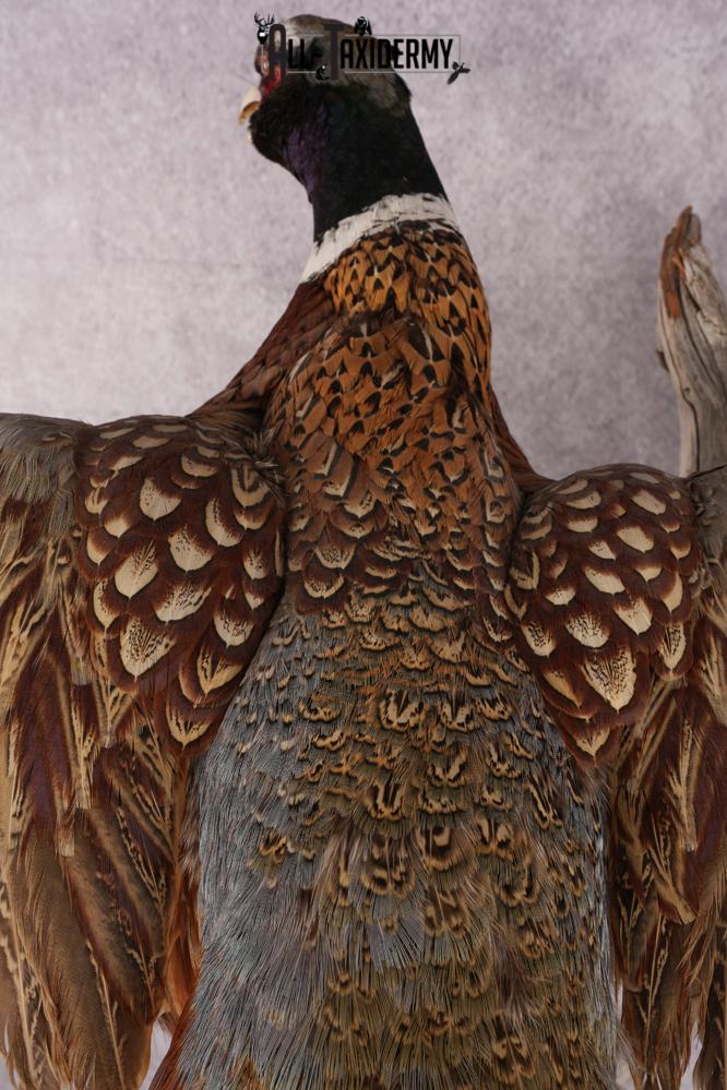 Ring Necked Pheasant Taxidermy Mount SKU 2670 - Image 2