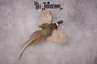 Ring Necked Pheasant Taxidermy Mount SKU 2672