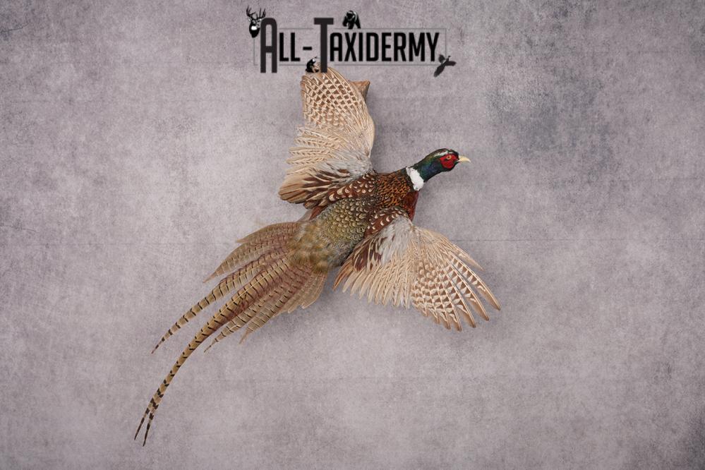 Ring Necked Pheasant Taxidermy Mount SKU 2672