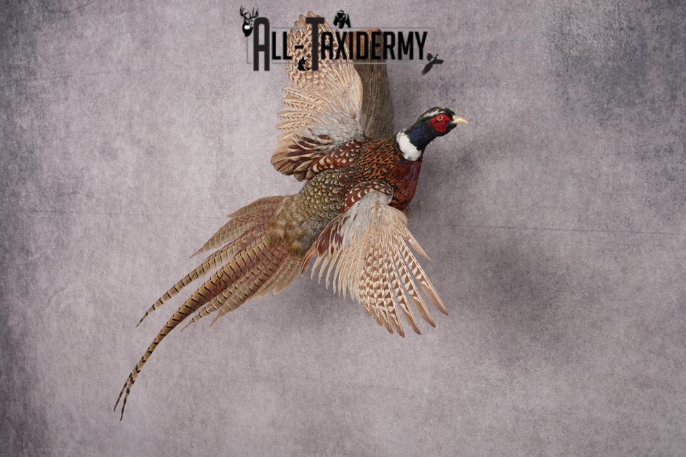 Ring Necked Pheasant Taxidermy Mount SKU 2672 - Image 7