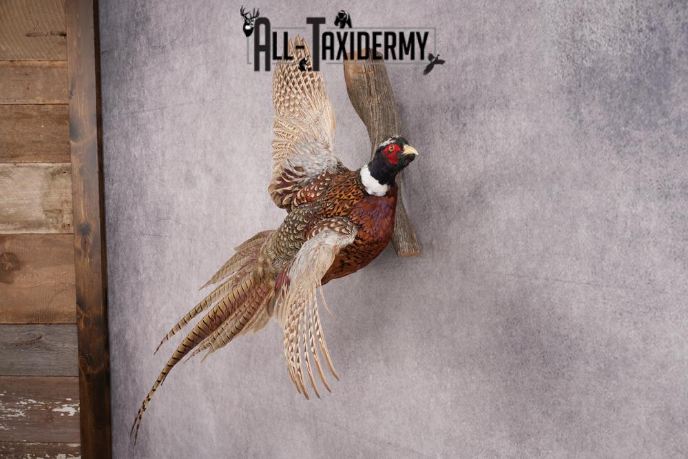 Ring Necked Pheasant Taxidermy Mount SKU 2672 - Image 6