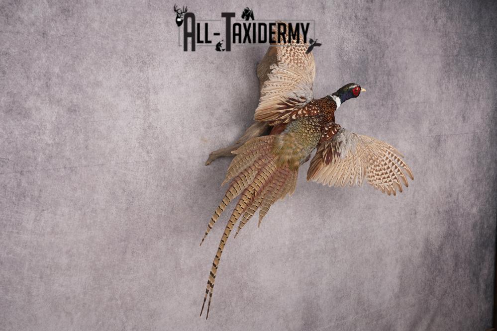 Ring Necked Pheasant Taxidermy Mount SKU 2672 - Image 5