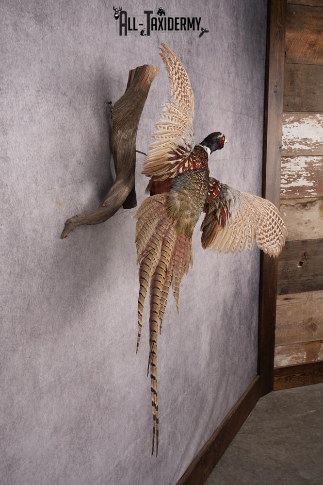 Ring Necked Pheasant Taxidermy Mount SKU 2672 - Image 4