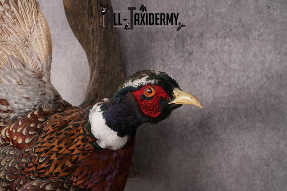 Ring Necked Pheasant Taxidermy Mount SKU 2672 - Image 3