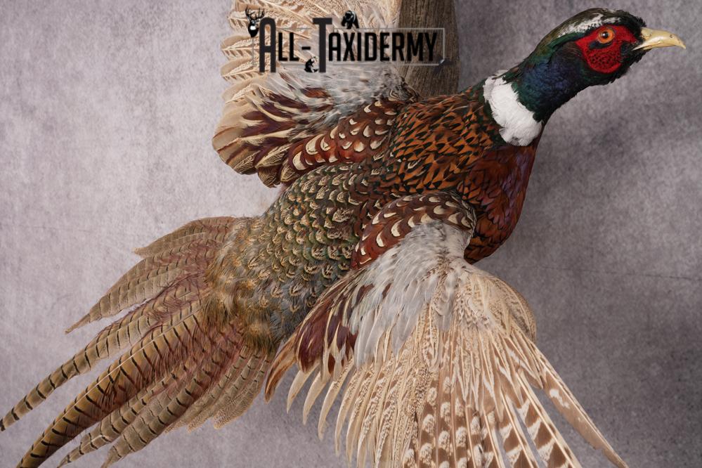Ring Necked Pheasant Taxidermy Mount SKU 2672 - Image 2