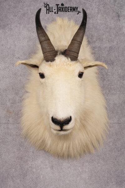Mountain Goat Shoulder Mount
