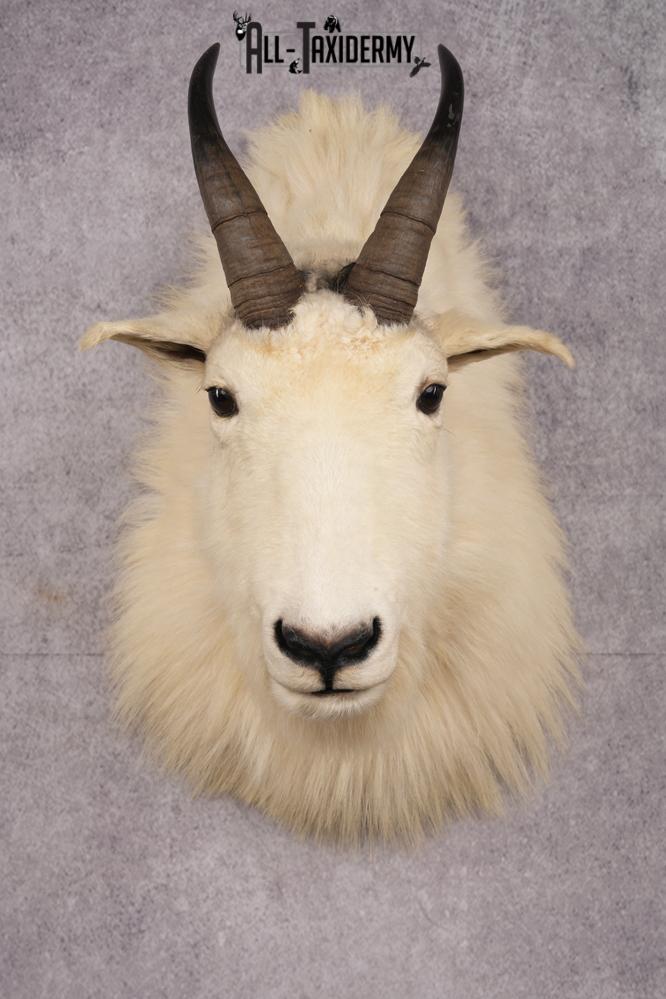 Mountain Goat Shoulder Mount