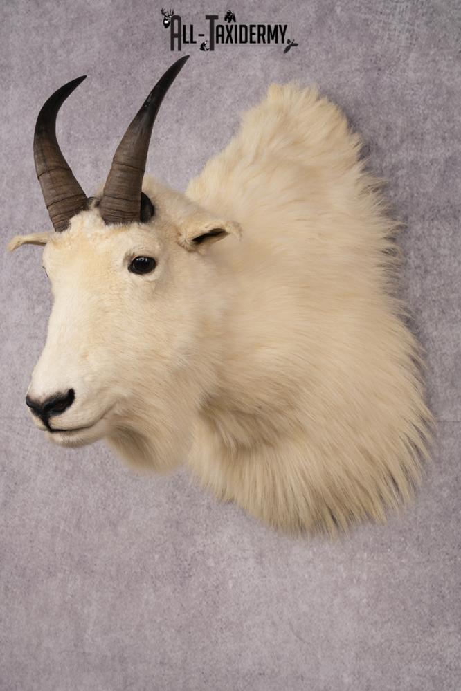 Mountain Goat Taxidermy Shoulder Mount SKU 2682 - Image 8