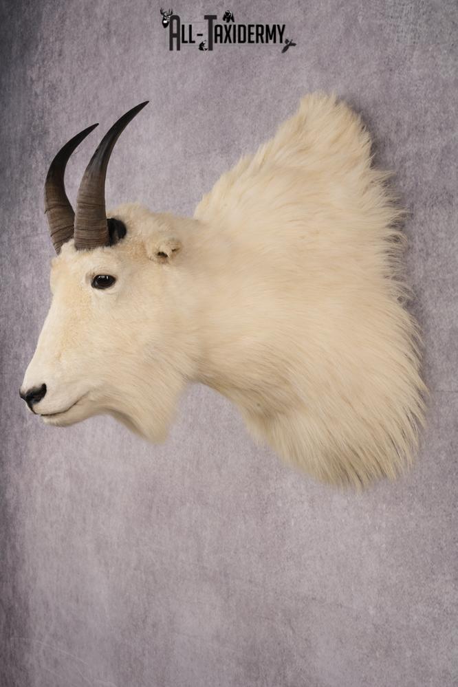 Mountain Goat Taxidermy Shoulder Mount SKU 2682 - Image 7