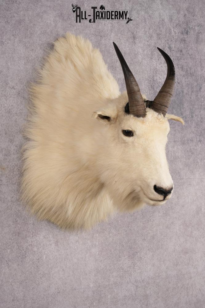 Mountain Goat Taxidermy Shoulder Mount SKU 2682 - Image 6