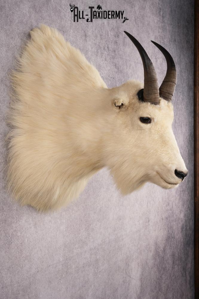 Mountain Goat Taxidermy Shoulder Mount SKU 2682 - Image 5