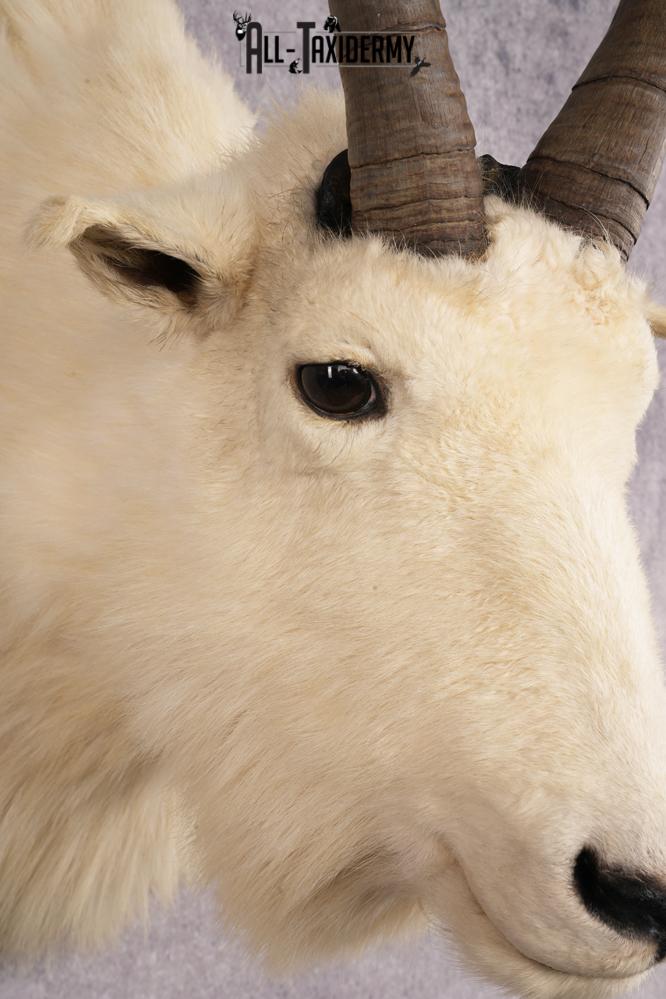 Mountain Goat Taxidermy Shoulder Mount SKU 2682 - Image 4