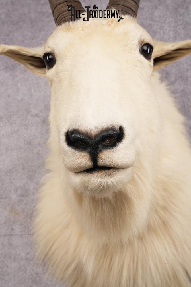 Mountain Goat Taxidermy Shoulder Mount SKU 2682 - Image 2