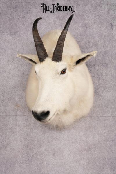 Mountain Goat Shoulder Mount SKU 2652