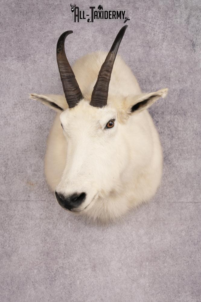 Mountain Goat Shoulder Mount SKU 2652