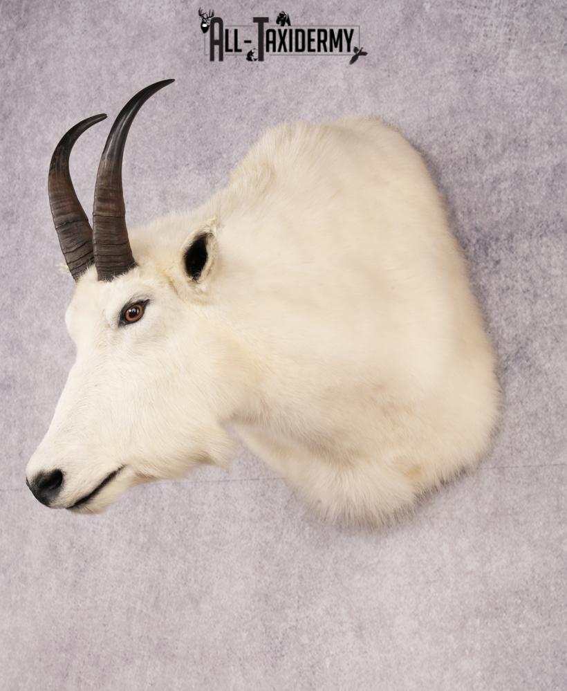 Mountain Goat Shoulder Mount SKU 2652 - Image 8