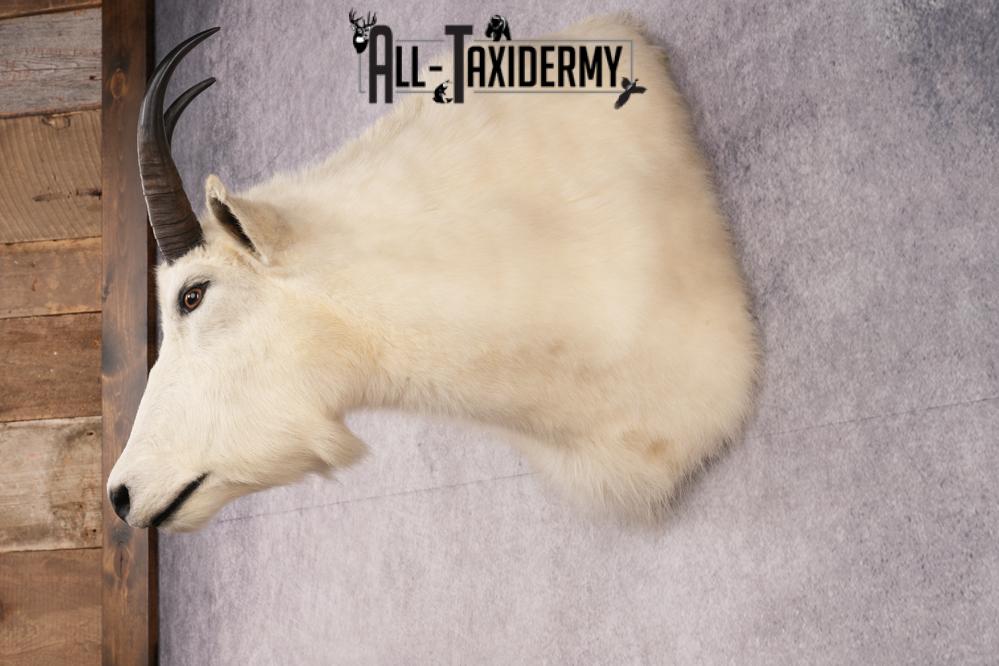 Mountain Goat Shoulder Mount SKU 2652 - Image 7