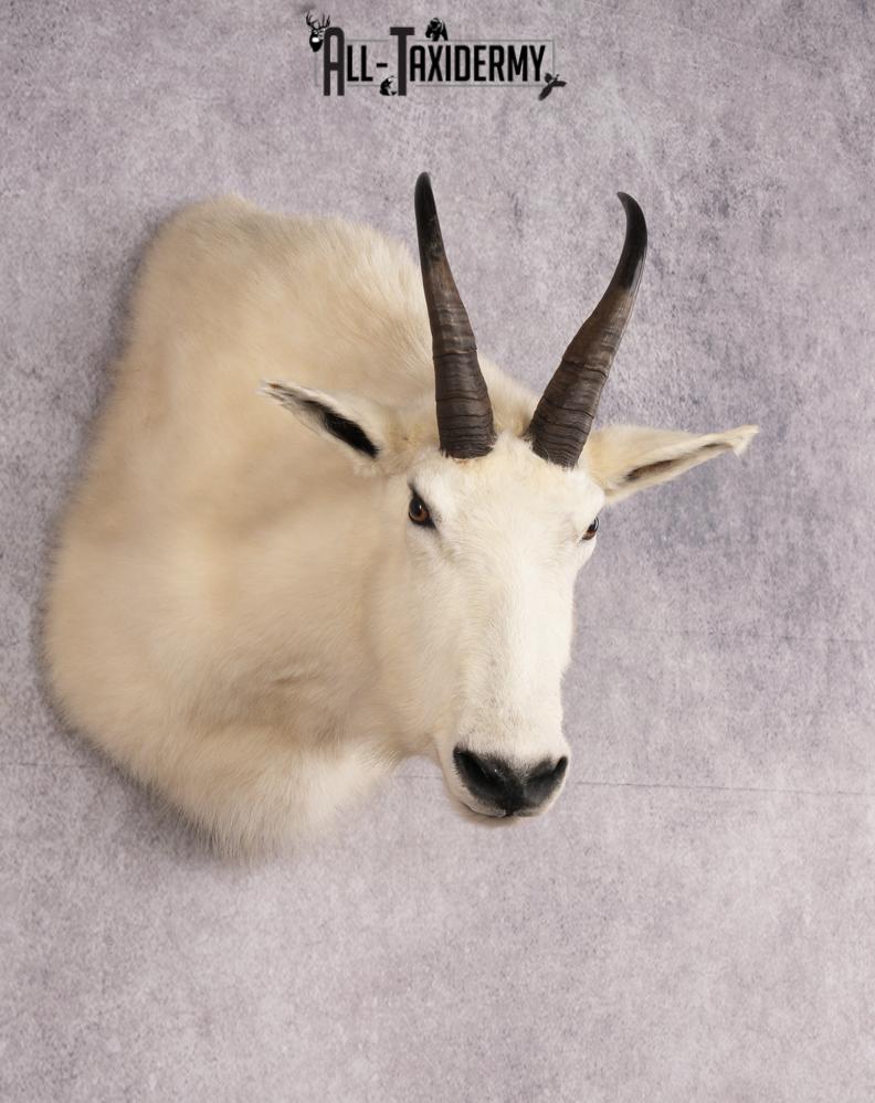 Mountain Goat Shoulder Mount SKU 2652 - Image 6