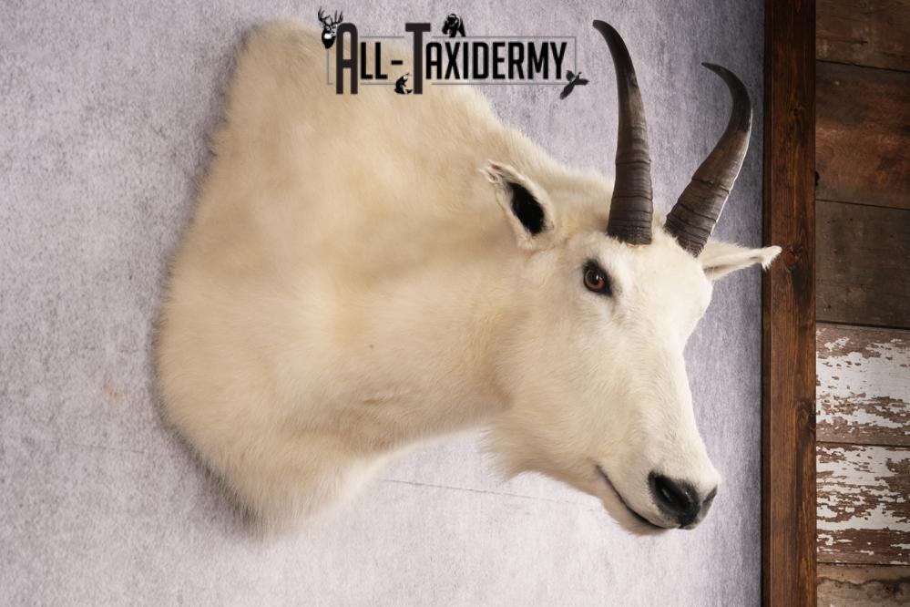 Mountain Goat Shoulder Mount SKU 2652 - Image 5