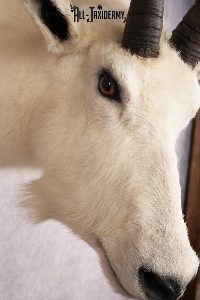 Mountain Goat Shoulder Mount SKU 2652 - Image 4