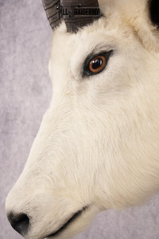 Mountain Goat Shoulder Mount SKU 2652 - Image 3