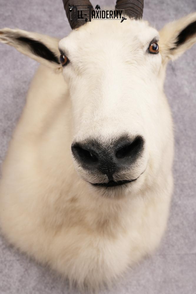 Mountain Goat Shoulder Mount SKU 2652 - Image 2