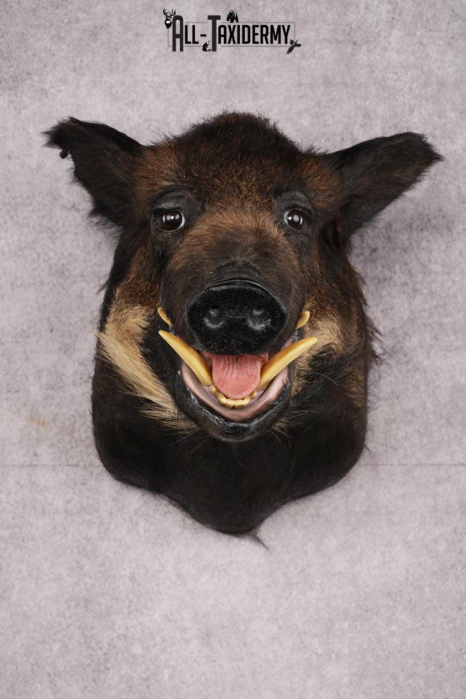 African Bush Pig SKU 2659 - Image 9