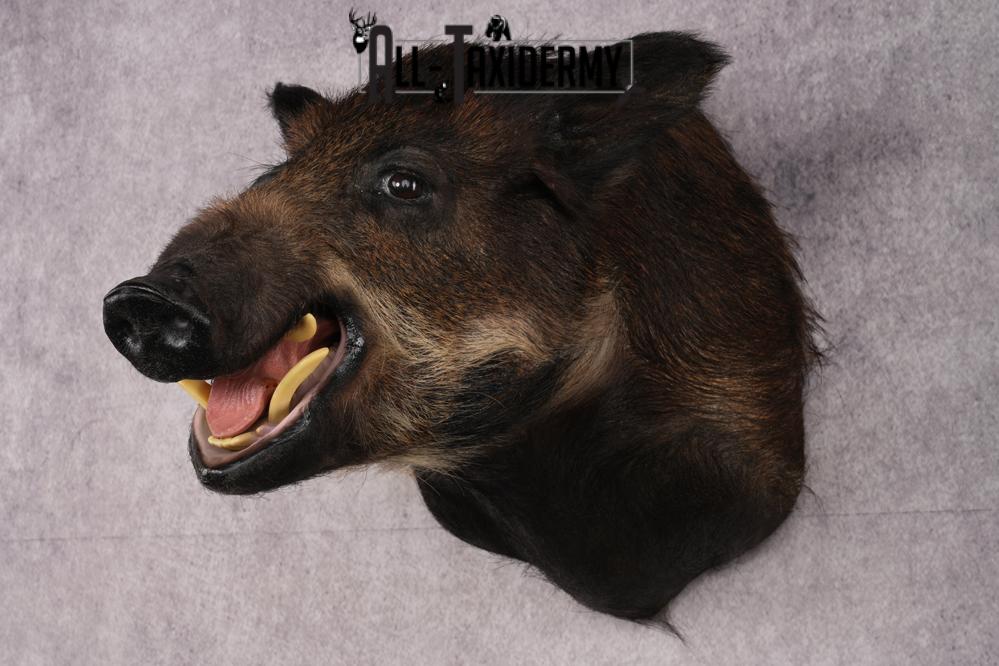 African Bush Pig SKU 2659 - Image 8