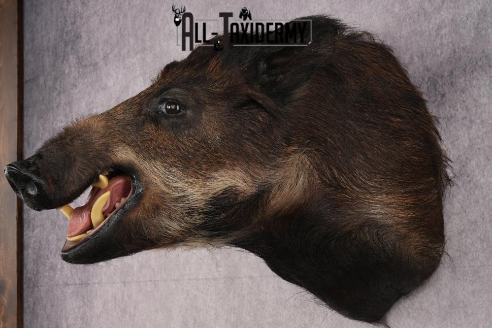 African Bush Pig SKU 2659 - Image 7