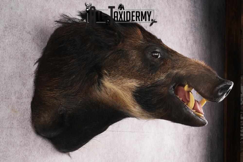 African Bush Pig SKU 2659 - Image 5